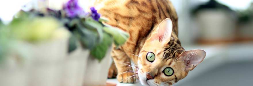 Chat de race Bengal