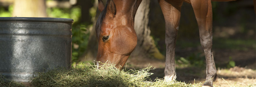 alimentation cheval