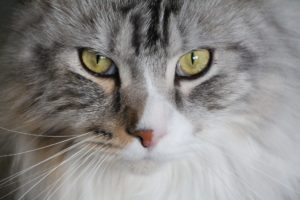 Chat de race Maine Coon