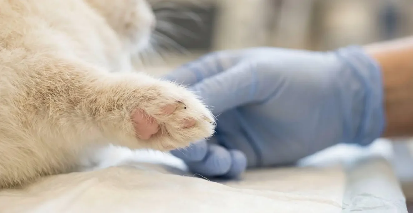 Lapin et furet illustrant la fragilité spécifique des NAC nécessitant une expertise vétérinaire